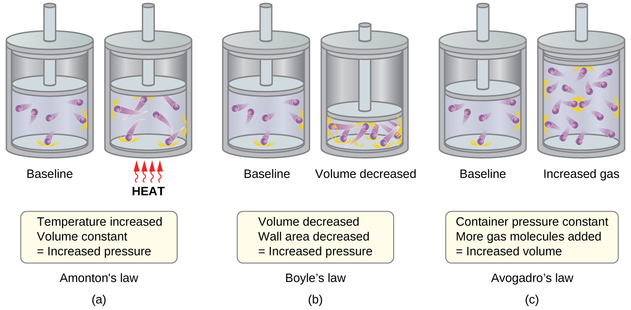 This figure shows 3 pairs of pistons and cylinders. In a, which is labeled, “Charles’s Law,” the piston is positioned for the first cylinder so that just over half of the available volume contains 6 purple spheres with trails behind them. The trails indicate movement. Orange dashes extend from the interior surface of the cylinder where the spheres have collided. This cylinder is labeled, “Baseline.” In the second cylinder, the piston is in the same position, and the label, “Heat” is indicated in red capitalized text. Four red arrows with wavy stems are pointing upward to the base of the cylinder. The six purple spheres have longer trails behind them and the number of orange dashes indicating points of collision with the container walls has increased. A rectangle beneath the diagram states, “Temperature increased, Volume constant equals Increased pressure.” In b, which is labeled, “Boyle’s Law,” the first, baseline cylinder shown is identical to the first cylinder in a. In the second cylinder, the piston has been moved, decreasing the volume available to the 6 purple spheres to half of the initial volume. The six purple spheres have longer trails behind them and the number of orange dashes indicating points of collision with the container walls has increased. This second cylinder is labeled, “Volume decreased.” A rectangle beneath the diagram states, “Volume decreased, Wall area decreased equals Increased pressure.” In c, which is labeled “Avogadro’s Law,” the first, baseline cylinder shown is identical to the first cylinder in a. In the second cylinder, the number of purple spheres has changed from 6 to 12 and volume has doubled. This second cylinder is labeled “Increased gas.” A rectangle beneath the diagram states, “At constant pressure, More gas molecules added equals Increased volume.”