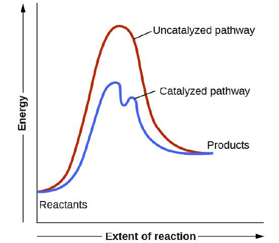 A graph is shown with the label, “Extent of reaction,” appearing in a right pointing arrow below the x-axis and the label, “Energy,” in an upward pointing arrow just left of the y-axis. Approximately one-fifth of the way up the y-axis, a very short, somewhat flattened portion of both a red and a blue curve are shown. This region is labeled “Reactants.” A red concave down curve extends upward to reach a maximum near the height of the y-axis. This curve is labeled, “Uncatalyzed pathway.” From the peak, the curve continues downward to a second horizontally flattened region at a height of about one-third the height of the y-axis. This flattened region is labeled, “Products.” A second curve is drawn in blue with the same flattened regions at the start and end of the curve. The height of this curve is about two-thirds the height of the first curve and just right of its maximum, the curve dips low, then rises back and continues a downward trend at a lower height, but similar to that of the red curve. This blue curve is labeled, “Catalyzed pathway.”