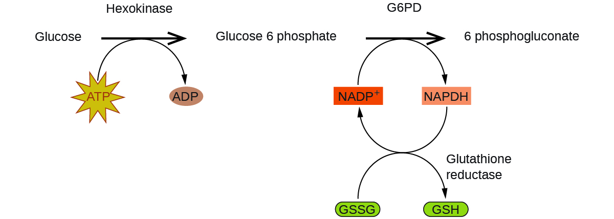 A reaction mechanism is diagrammed in this figure. At the left, the name Glucose is followed by a horizontal, right pointing arrow, labeled, “Hexokinase.” Below this arrow and to the left is a yellow star shape labeled, “A T P.” A curved arrow extends from this shape to the right pointing arrow, and down to the right to a small brown oval labeled, “A D P.” To the right of the horizontal arrow is the name Glucose 6 phosphate, which is followed by another horizontal, right pointing arrow which is labeled, “G 6 P D.” A small orange rectangle below and left of this arrow is labeled “N A D P superscript plus.” A curved arrow extends from this shape to the right pointing arrow, and down to the right to a small salmon-colored rectangle labeled “N A P D H.” A curved arrow extends from this shape below and to the left, back to the orange rectangle labeled, “N A D P superscript plus.” Another curved arrow extends from a green oval labeled “G S S G” below the orange rectangle, up to the arrow curving back to the orange rectangle. This last curved arrow continues on to the lower right to a second green oval labeled, “G S H.” The end of this curved arrow is labeled, “Glutathione reductase.” To the right of the rightmost horizontal arrow appears the name 6 phosphogluconate.