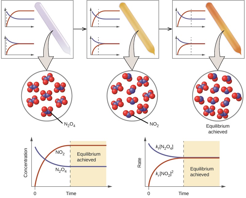 A three-part diagram is shown. At the top of the diagram, three beakers are shown, and each one contains a sealed tube. The tube in the left beaker is full of a colorless gas which is connected to a zoom-in view of the particles in the tube by a downward-facing arrow. This particle view shows seven particles, each composed of two connected blue spheres. Each blue sphere is connected to two red spheres. The tube in the middle beaker is full of a light brown gas which is connected to a zoom-in view of the particles in the tube by a downward-facing arrow. This particle view shows nine particles, five of which are composed of two connected blue spheres. Each blue sphere is connected to two red spheres. The remaining four are composed of two red spheres connected to a blue sphere. The tube in the right beaker is full of a brown gas which is connected to a zoom-in view of the particles in the tube by a downward-facing arrow. This particle view shows eleven particles, three of which are composed of two connected blue spheres. Each blue sphere is connected to two red spheres. The remaining eight are composed of two red spheres connected to a blue sphere. At the bottom of the image are two graphs. The left graph has a y-axis labeled, “Concentration,” and an x-axis labeled, “Time.” A red line labeled, “N O subscript 2,” begins in the bottom left corner of the graph at a point labeled, “0,” and rises near the highest point on the y-axis before it levels off and becomes horizontal. A blue line labeled, “N subscript 2 O subscript 4,” begins near the highest point on the y-axis and drops below the midpoint of the y-axis before leveling off. The right graph has a y-axis labeled, “Rate,” and an x-axis labeled, “Time.” A red line labeled, “k subscript f, [ N subscript 2 O subscript 4 ],” begins in the bottom left corner of the graph at a point labeled, “0,” and rises near the middle of the y-axis before it levels off and becomes horizontal. A blue line labeled, “k subscript f, [ N O subscript 2 ] superscript 2,” begins near the highest point on the y-axis and drops to the same point on the y-axis as the red line before leveling off. The point where both lines become horizontal is labeled, “Equilibrium achieved.”