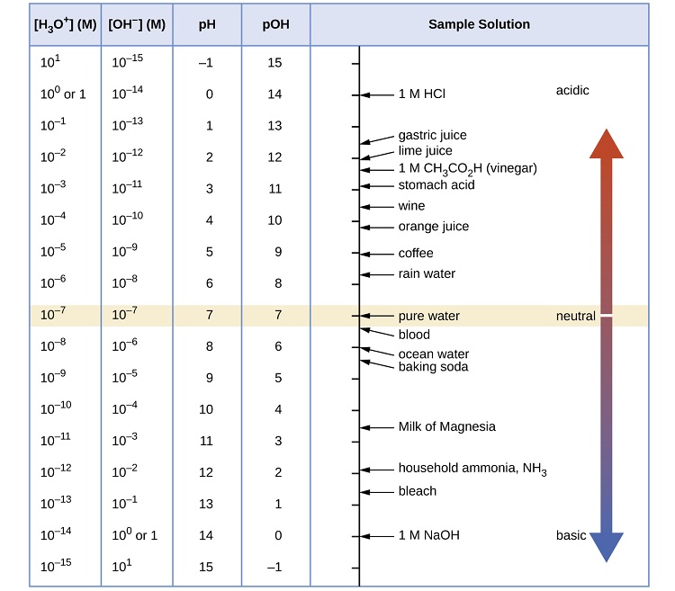 A table is provided with 5 columns. The first column is labeled “left bracket H subscript 3 O superscript plus right bracket (M).” Powers of ten are listed in the column beginning at 10 superscript 1, including 10 superscript 0 or 1, 10 superscript negative 1, decreasing by single powers of 10 to 10 superscript negative 15. The second column is labeled “left bracket O H superscript negative right bracket (M).” Powers of ten are listed in the column beginning at 10 superscript negative 15, increasing by single powers of 10 to including 10 superscript 0 or 1, and 10 superscript 1. The third column is labeled “p H.” Values listed in this column are integers beginning at negative 1, increasing by ones up to 14. The fourth column is labeled “p O H.” Values in this column are integers beginning at 15, decreasing by ones up to negative 1. The fifth column is labeled “Sample Solution.” A vertical line at the left of the column has tick marks corresponding to each p H level in the table. Substances are listed next to this line segment with line segments connecting them to the line to show approximate p H and p O H values. 1 M H C l is listed at a p H of 0. Gastric juices are listed at a p H of about 1.5. Lime juice is listed at a p H of about 2, followed by 1 M C H subscript 3 C O subscript 2 H, followed by stomach acid at a p H value of nearly 3. Wine is listed around 3.5. Coffee is listed just past 5. Pure water is listed at a p H of 7. Pure blood is just beyond 7. Milk of Magnesia is listed just past a p H of 10.5. Household ammonia is listed just before a pH of 12. 1 M N a O H is listed at a p H of 0. To the right of this labeled arrow is an arrow that points up and down through the height of the column. A beige strip passes through the table and to this double headed arrow at p H 7. To the left of the double headed arrow in this beige strip is the label “neutral.” A narrow beige strip runs through the arrow. Just above and below this region, the arrow is purple. It gradually turns to a bright red as it extends upward. At the top of the arrow, near the head of the arrow is the label “acidic.” Similarly, the lower region changes color from purple to blue moving to the bottom of the column. The head at this end of the arrow is labeled “basic.”