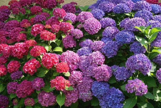 hydrangea-flowers.jpg