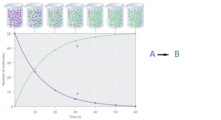 This image shows the Progress of a Simple Reaction going from A to B. It has a series of beakers from left to right up top and a graph underneath. Beakers are shown with coloured dots to represent the shift from A to B over time. A dots are purple and teh beaker on the left is full of purple dots. B dots are green and the beaker on the right is full of green dots. The beakers in the middle from left to right show purple decreasing and green increasing. The graph under the beakers is number of molecules of each type against time, and the y-axis showing increasing numbers of molecules from 0 to 50, and an x-axis showing increasing time from 0 to 60 seconds. The graph shows a purple downward curved line decreasing over time and a green curved line increasing over time representing decreasing A and increasing B over the 1 minute time.